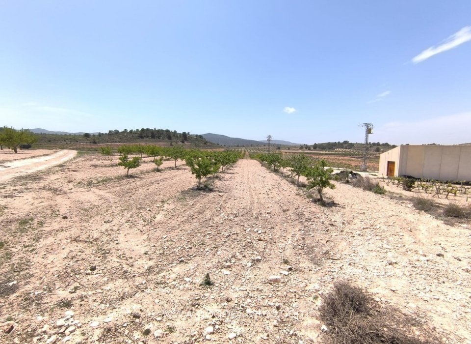 Venta - Parcela - Terreno - Monóvar - Monòver - Monóvar - Monòver Centro