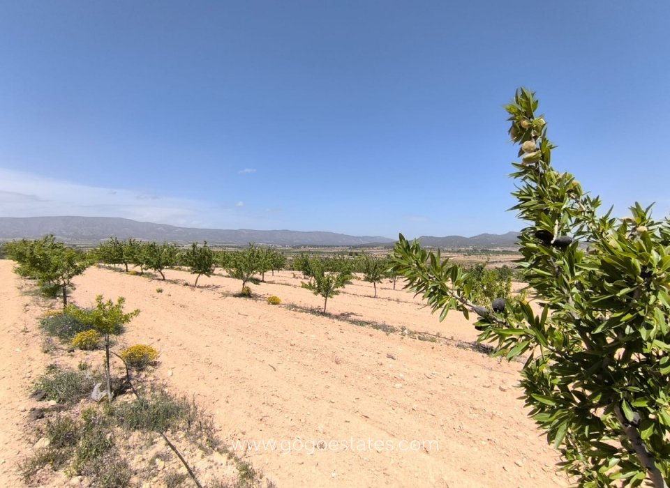 Venta - Parcela - Terreno - Monóvar - Monòver - Monóvar - Monòver Centro