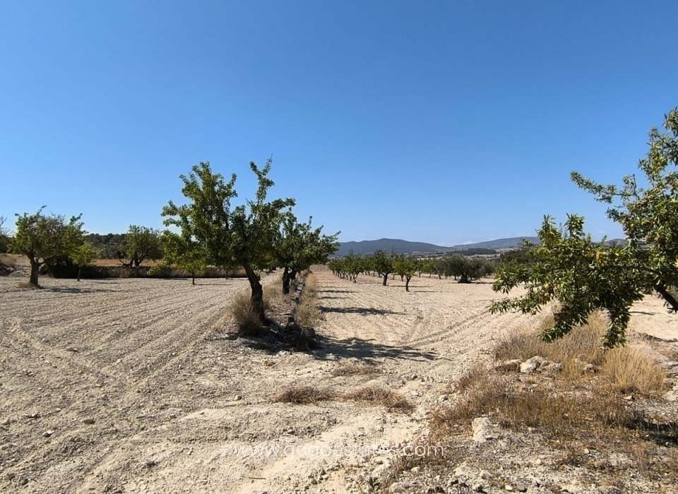 Venta - Parcela - Terreno - Monóvar - Monòver - Monóvar - Monòver Centro