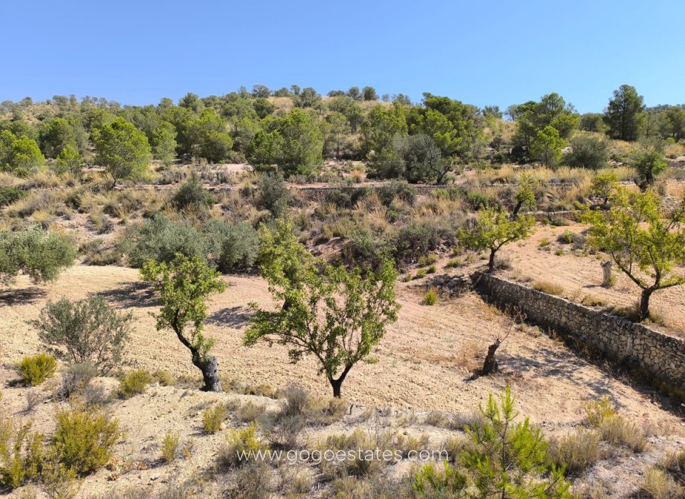 Venta - Parcela - Terreno - Monóvar - Monòver - Monóvar - Monòver Centro