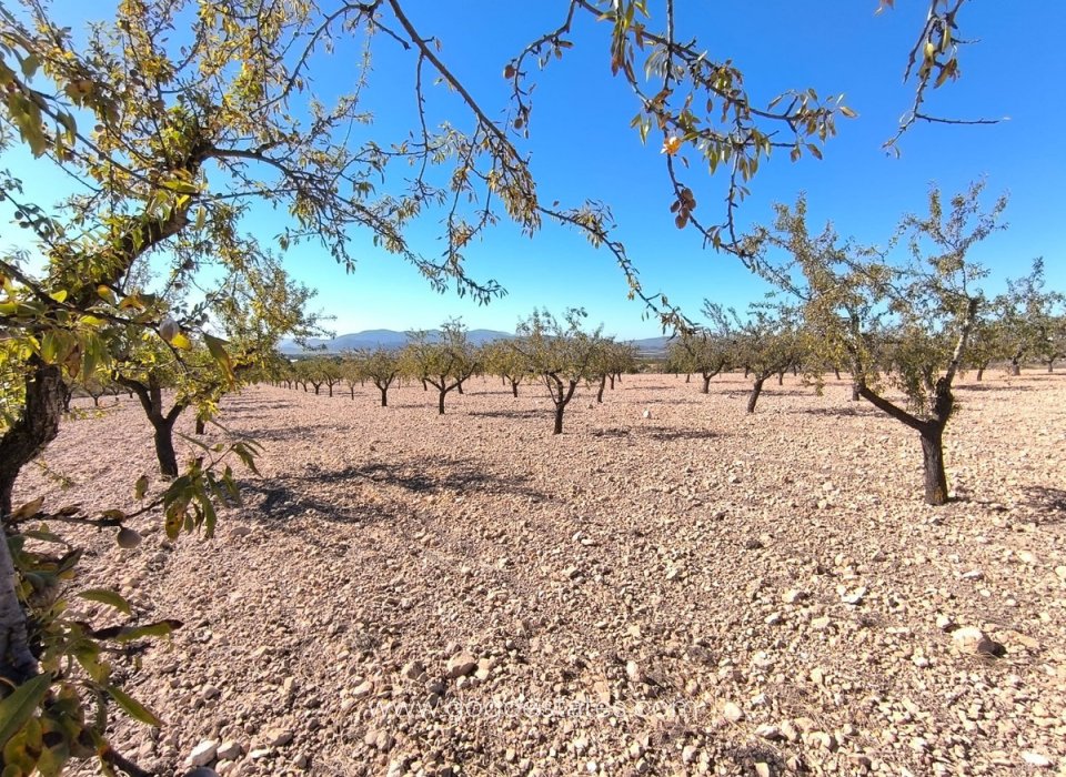 Venta - Parcela - Terreno - Monóvar - Monòver - Monóvar - Monòver Centro