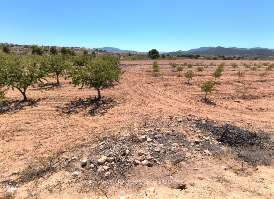 Venta - Parcela - Terreno - Monóvar - Monòver - Monóvar - Monòver Centro