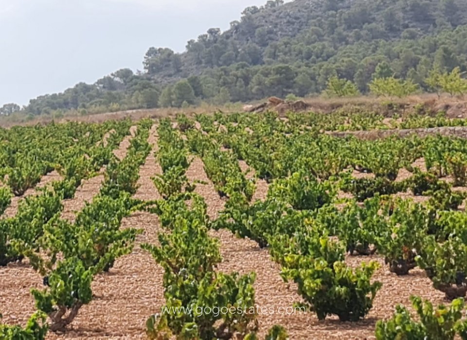 Venta - Parcela - Terreno - Murcia - Abanilla Centro