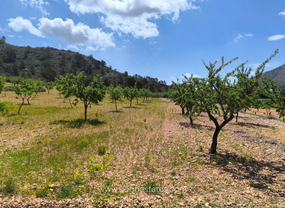 Venta - Parcela - Terreno - Orihuela - Orihuela Centro