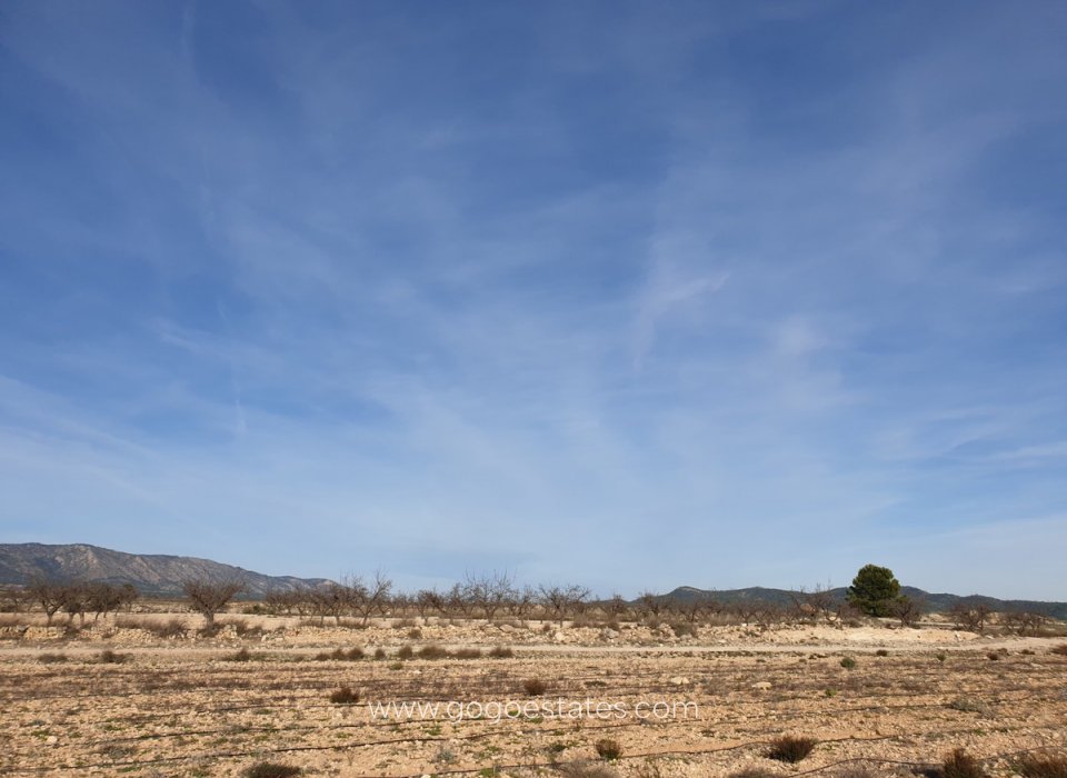 Venta - Parcela - Terreno - Pinoso - Pinoso Centro
