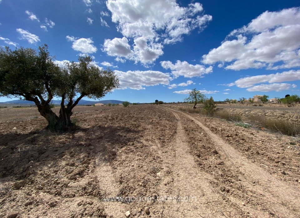 Venta - Parcela - Terreno - Pinoso - Pinoso Centro