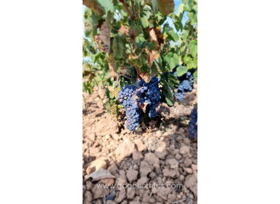 Venta - Parcela - Terreno - Pinoso - Pinoso Centro