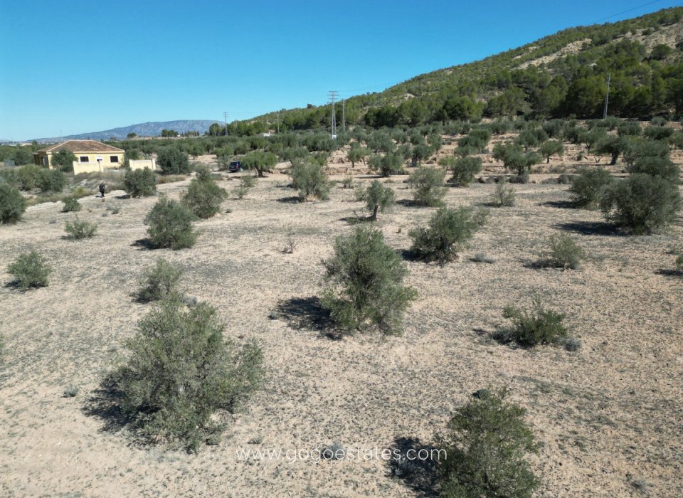 Venta - Parcela - Terreno - Pinoso - Pinoso Centro