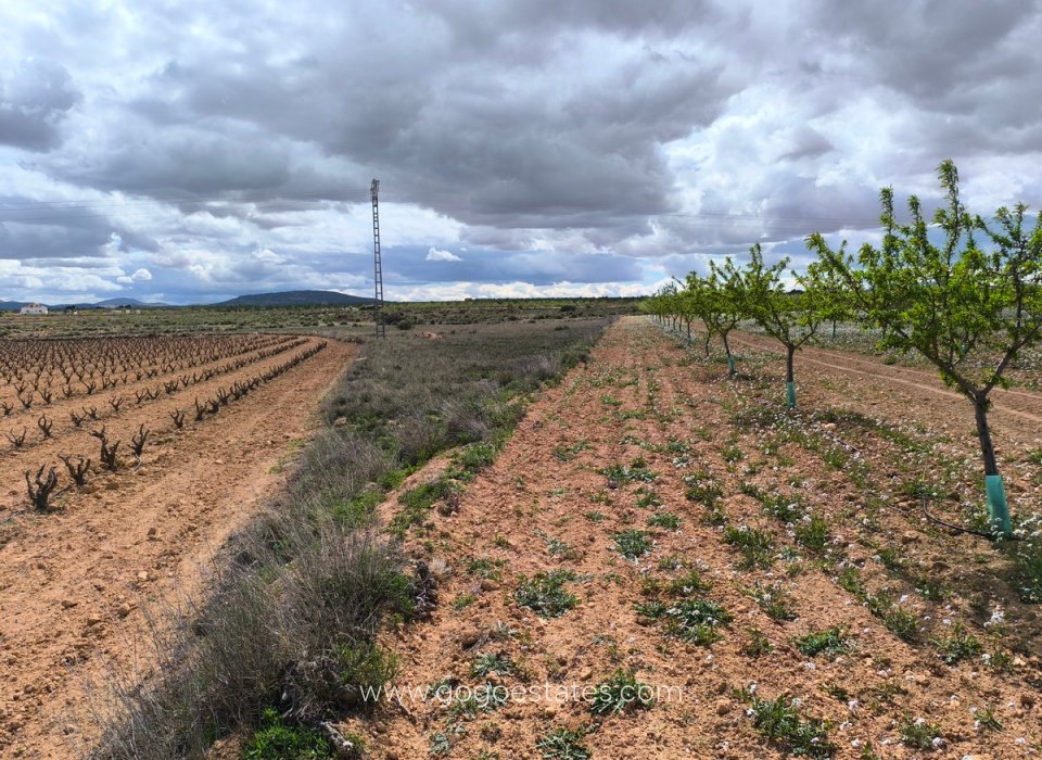 Venta - Parcela - Terreno - Pinoso - Pinoso Centro
