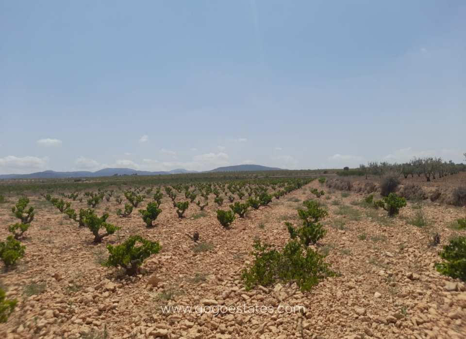 Venta - Parcela - Terreno - Pinoso - Pinoso Centro