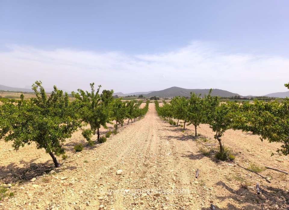 Venta - Parcela - Terreno - Pinoso - Pinoso Centro