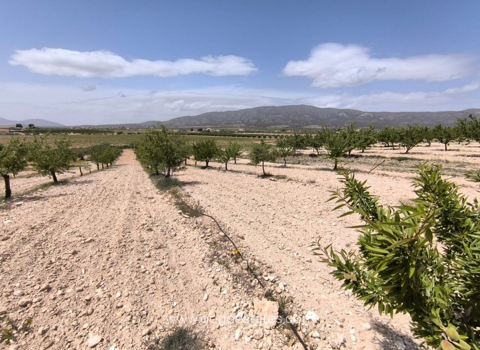 Venta - Parcela - Terreno - Pinoso - Pinoso Centro