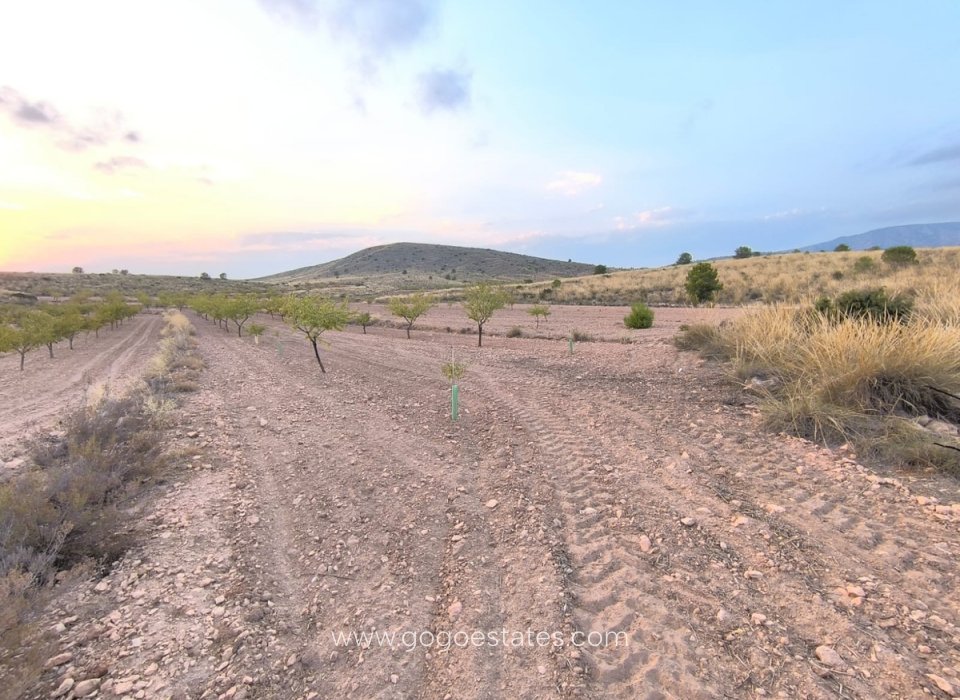 Venta - Parcela - Terreno - Pinoso - Pinoso Centro