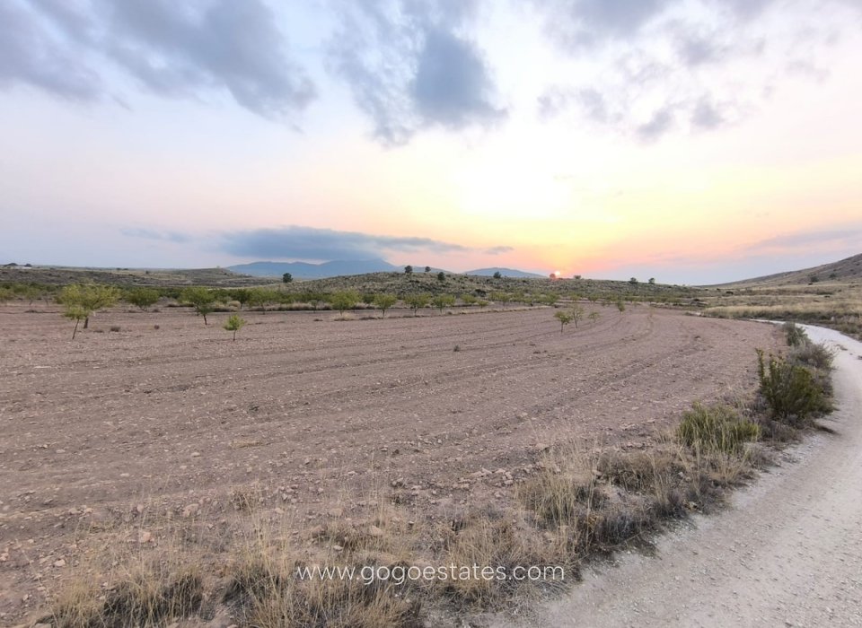 Venta - Parcela - Terreno - Pinoso - Pinoso Centro