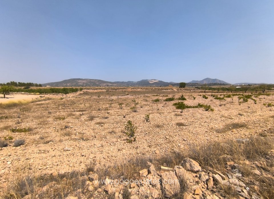 Venta - Parcela - Terreno - Pinoso - Pinoso Centro