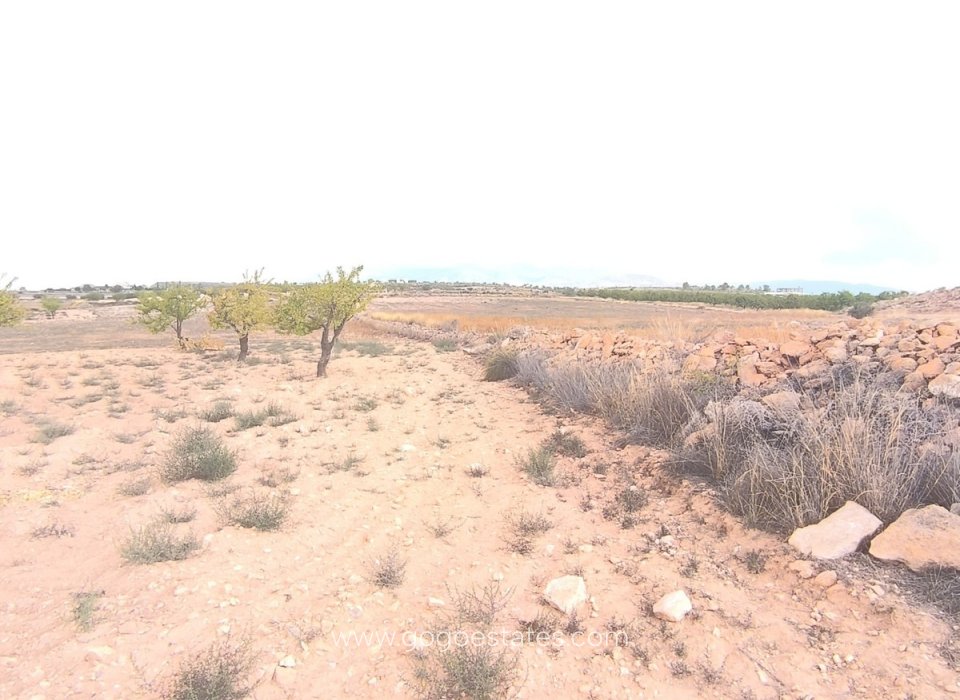 Venta - Parcela - Terreno - Pinoso - Pinoso Centro