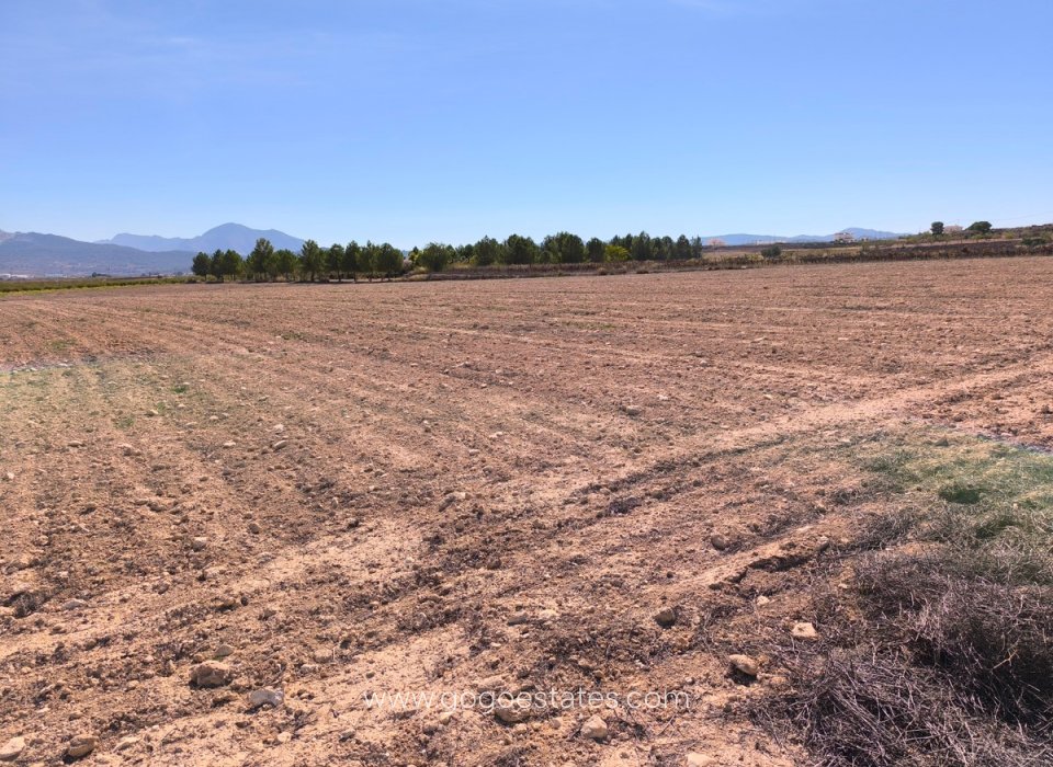 Venta - Parcela - Terreno - Pinoso - Pinoso Centro