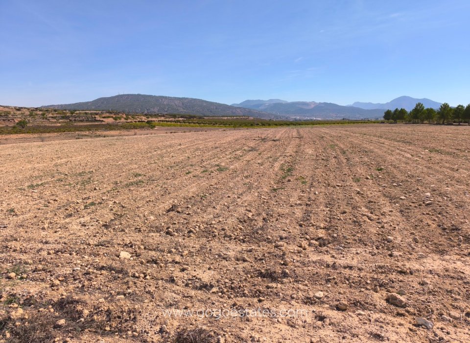 Venta - Parcela - Terreno - Pinoso - Pinoso Centro