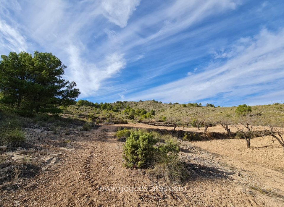 Venta - Parcela - Terreno - Yecla - Raspay