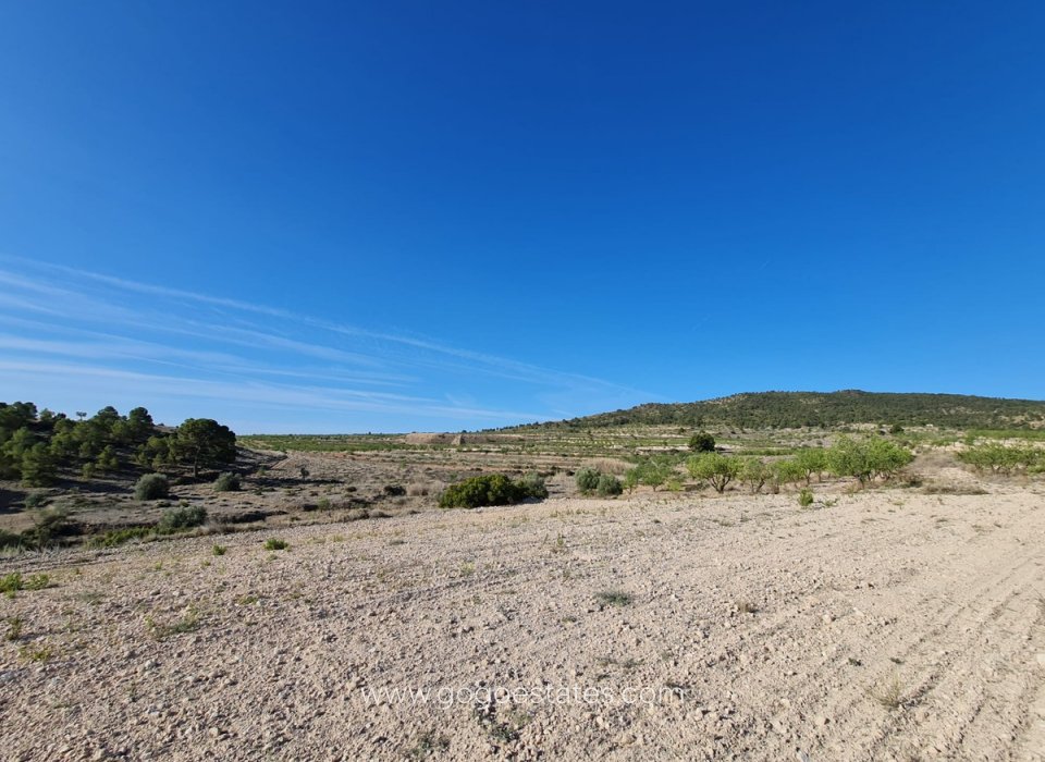 Venta - Parcela - Terreno - Yecla - Raspay