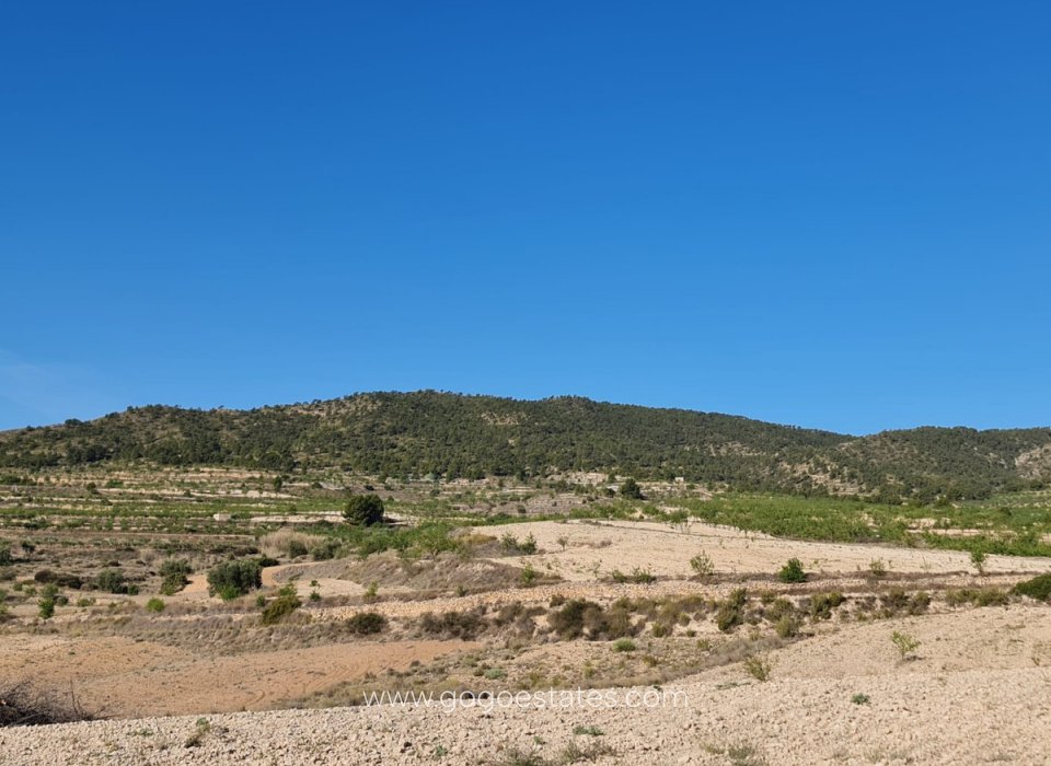 Venta - Parcela - Terreno - Yecla - Raspay