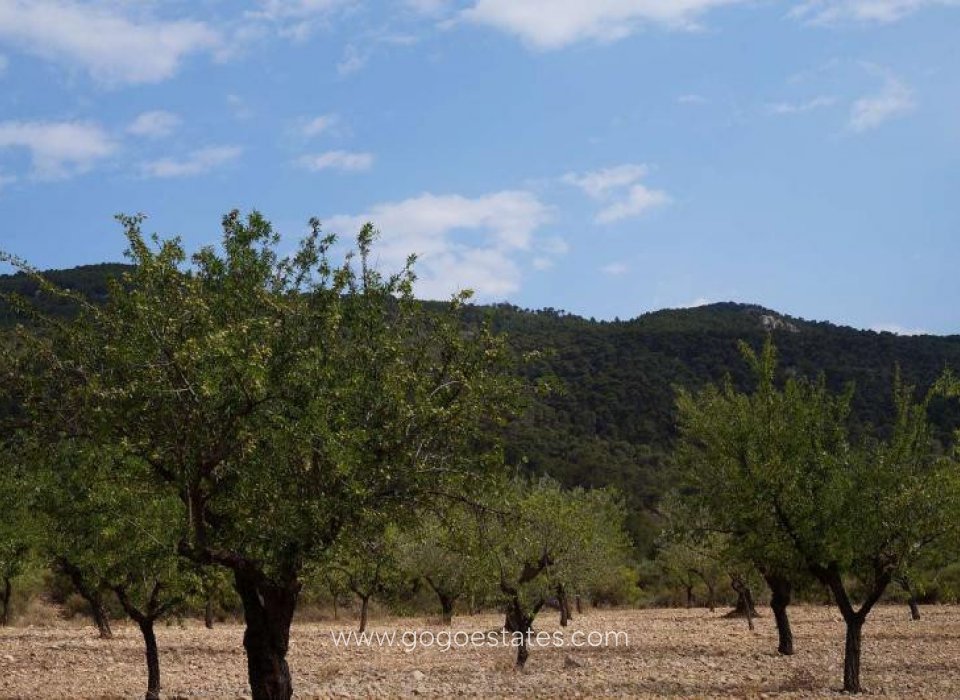 Venta - Parcela - Terreno - Yecla - Yecla Centro