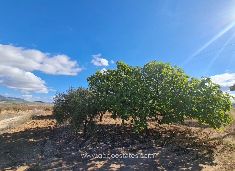 Venta - Parcela - Terreno - Yecla - Yecla Centro