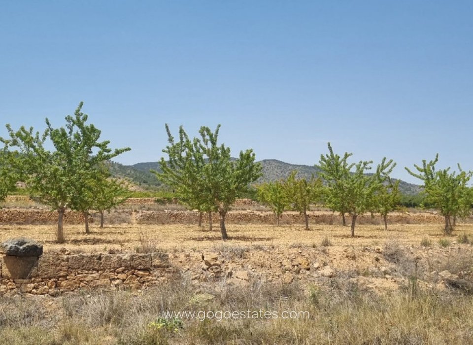 Venta - Parcela - Terreno - Yecla - Yecla Centro