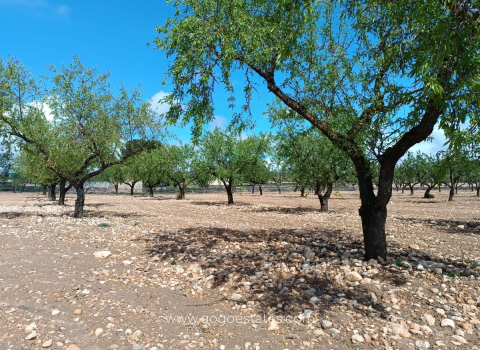 Venta - Parcela - Terreno - Yecla - Yecla Centro
