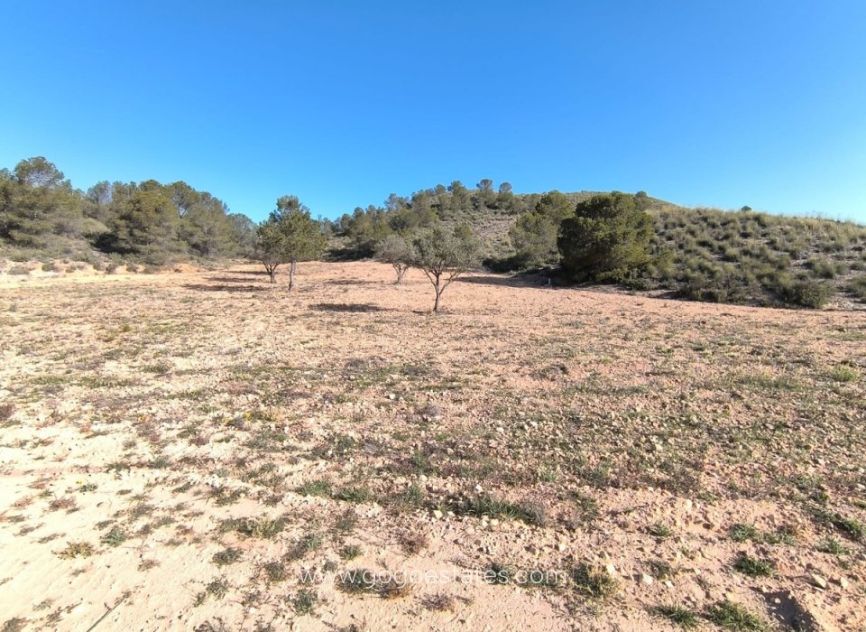 Venta - Parcela - Terreno - Yecla - Yecla Centro