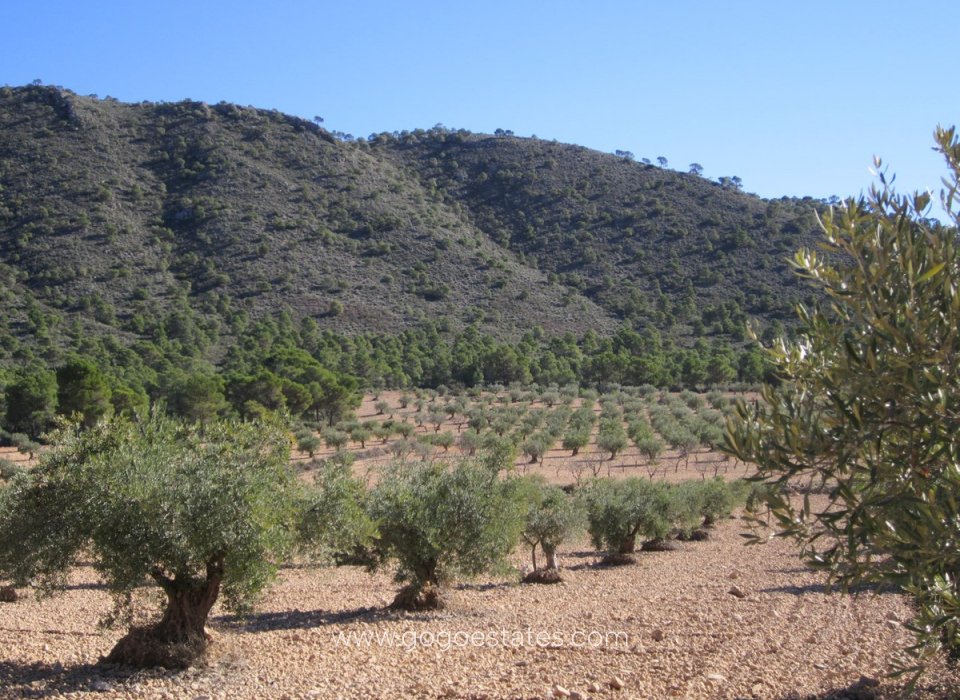 Venta - Parcela - Terreno - Yecla - Yecla Centro