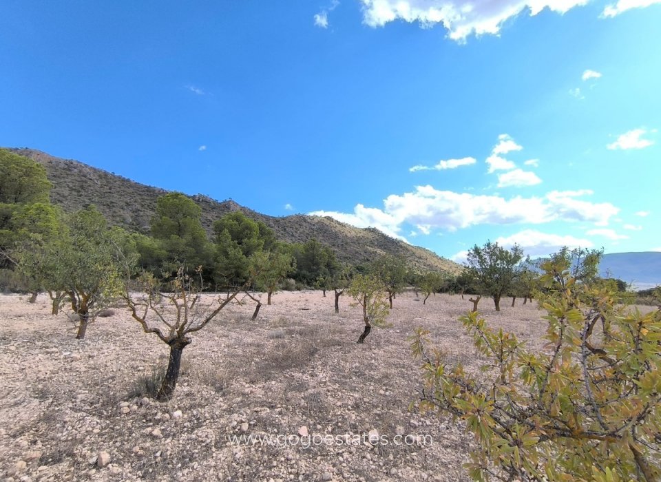 Venta - Parcela - Terreno - Yecla - Yecla Centro