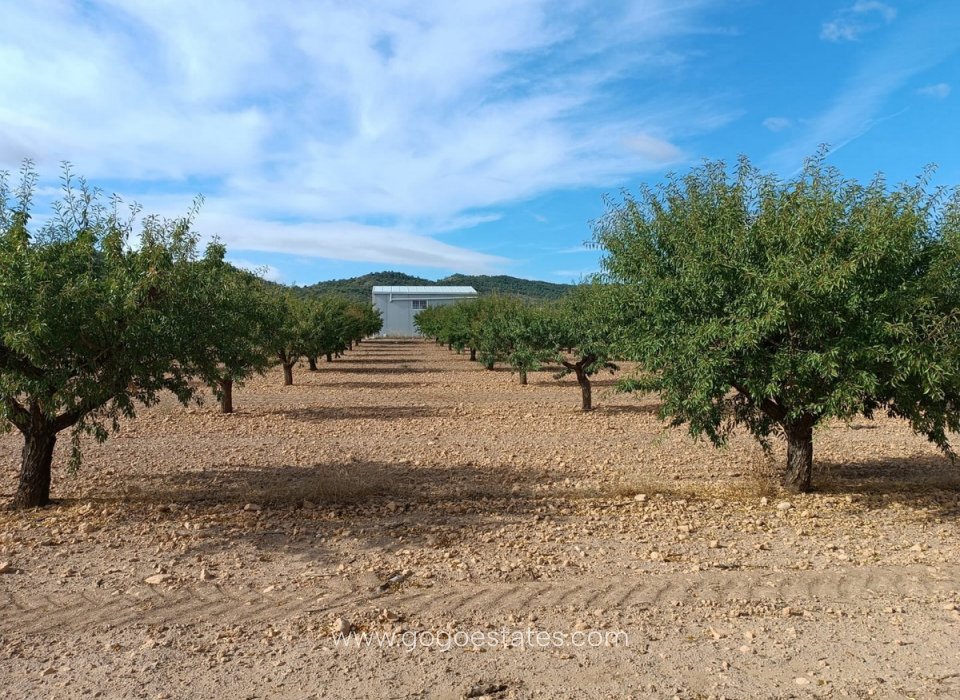 Venta - Parcela - Terreno - Yecla - Yecla Centro