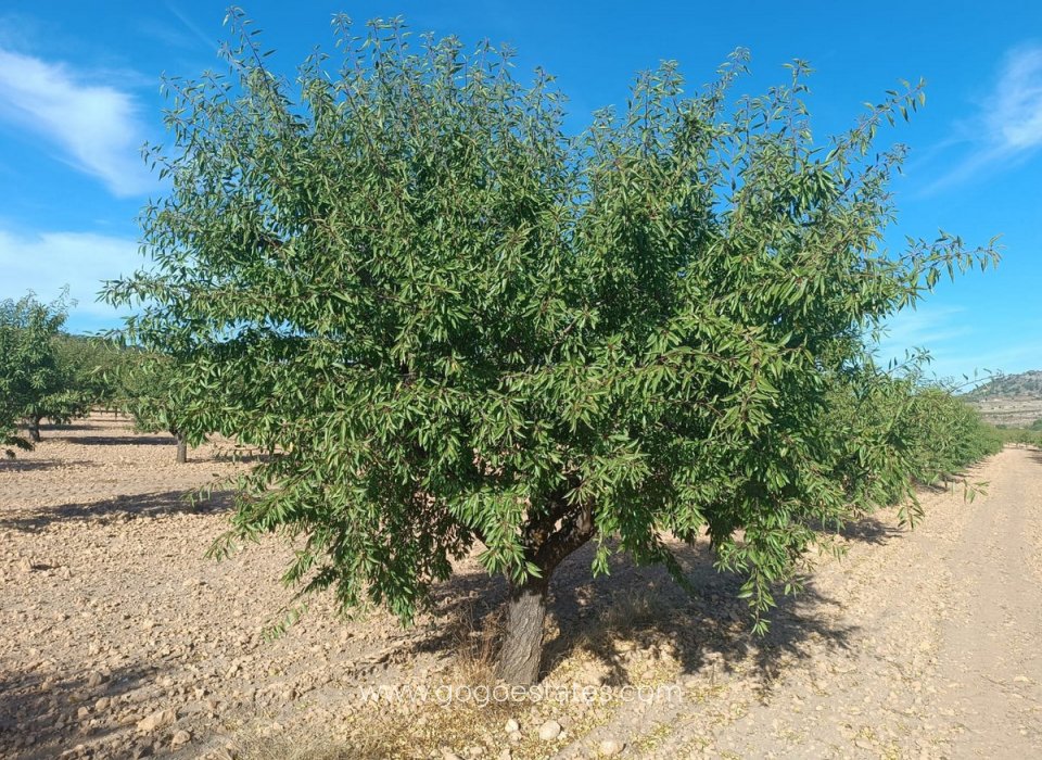 Venta - Parcela - Terreno - Yecla - Yecla Centro