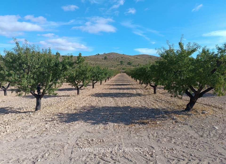 Venta - Parcela - Terreno - Yecla - Yecla Centro
