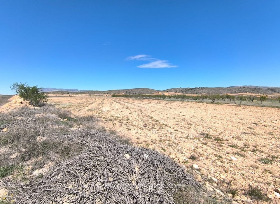 Venta - Parcela - Torre - Pacheco - Torre-Pacheco - Torre-Pacheco ciudad