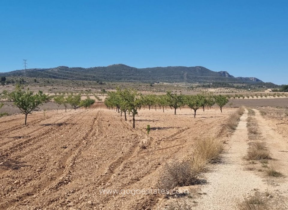 Wiederverkauf - Grundstück - Jumilla - Jumilla Centro