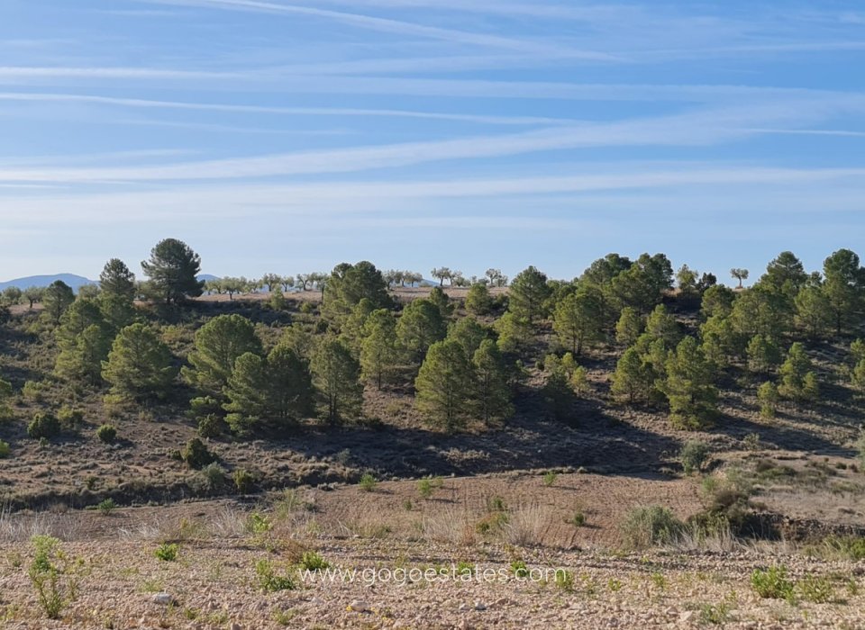 Wiederverkauf - Grundstück - Yecla - Raspay