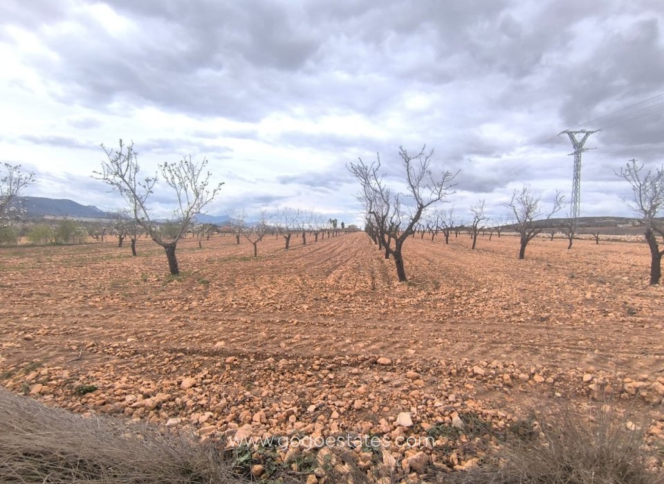 Wiederverkauf - Grundstück - Yecla - Raspay