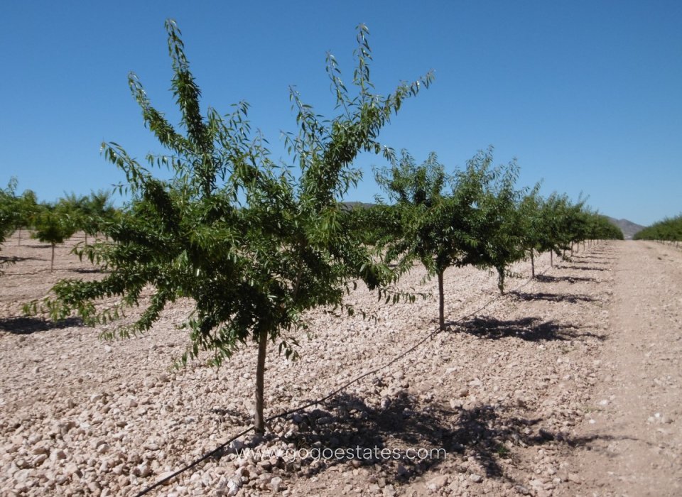 Wiederverkauf - Grundstück - Yecla - Yecla Centro