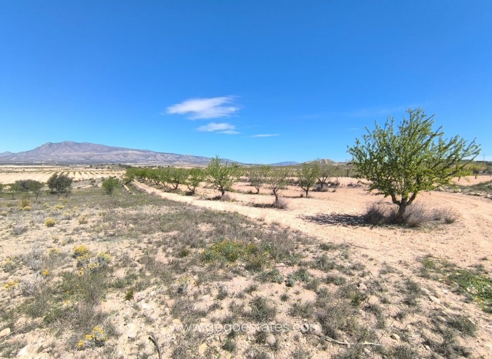 Wiederverkauf - Parcela - Jumilla - Jumilla Centro