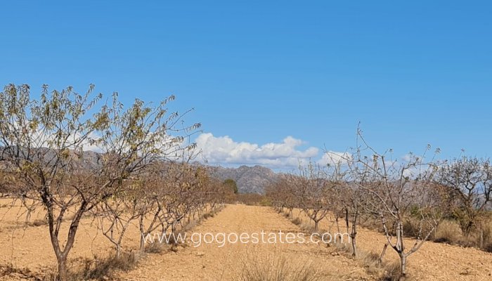 Resale - Plot - Land - Yecla - Yecla Centro