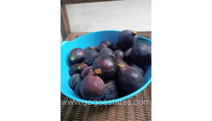 Te koop - Huis - Finca - Cortijo - Alicante - Dolores Centro