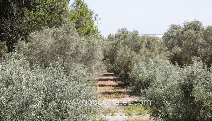 Te koop - Huis - Finca - Cortijo - Alicante - Dolores Centro