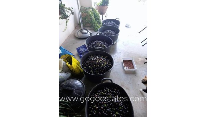 Te koop - Huis - Finca - Cortijo - Alicante - Dolores Centro