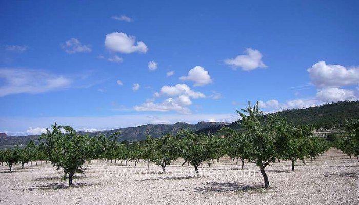 Te koop - Huis - Finca - Cortijo - Salinas - Salinas Centro