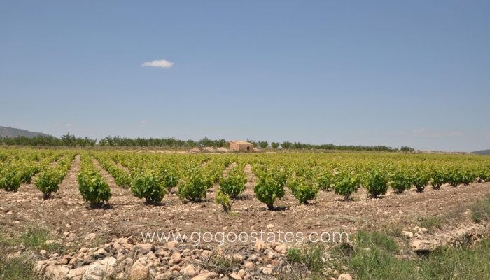 Revente - Terrain - Terrain - Pinoso - Pinoso Centro