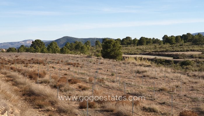 Te koop - Perceel - Land - Pinoso - Pinoso Centro