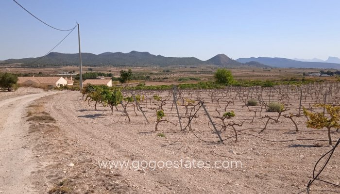 Te koop - Perceel - Land - Pinoso - Pinoso Centro