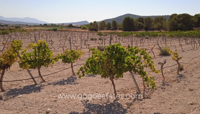 Te koop - Perceel - Land - Pinoso - Pinoso Centro